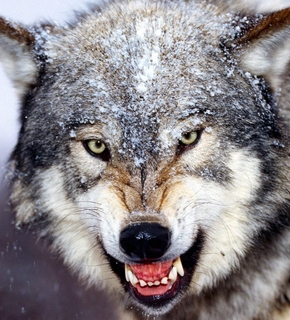 1213421558_bared_teeth_grey_wolf_medium