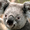 Custom_koala_thumb