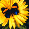 Butterfly_daisy_thumb