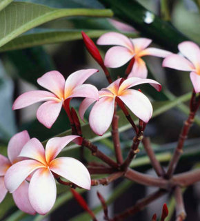 Frangipani_flowers_medium