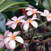 Frangipani_flowers_thumb