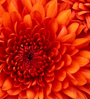 Chrysanthemum_medium