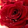 Nature_flowers_red_rose_020782_thumb