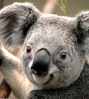 Koala_medium