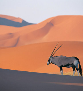 Oryx_antelope_medium