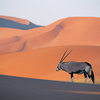 Oryx_antelope_thumb