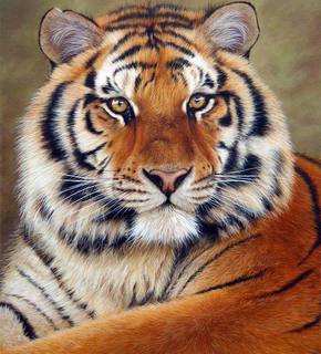 Siberian-tiger-6_medium