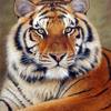 Siberian-tiger-6_thumb