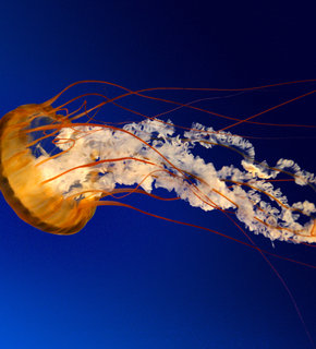 Jellyfish_medium