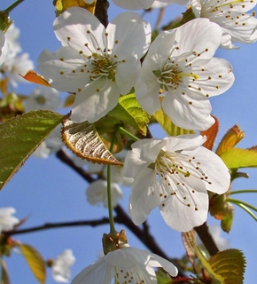 White-tree-blossom_medium