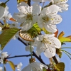 White-tree-blossom_thumb