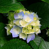 Hydrangeas_thumb