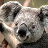 Koala_thumb