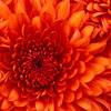 Chrysanthemum_thumb